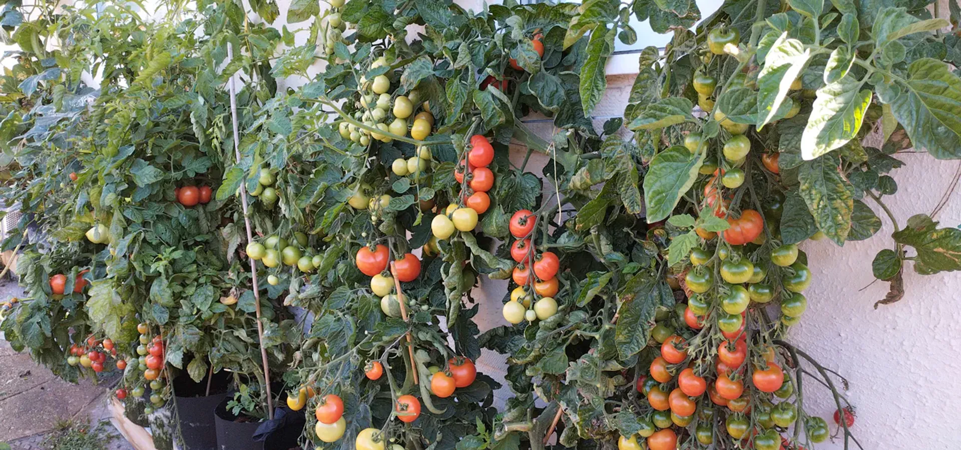 A lush wall of hydroponic tomato plants loaded with ripe fruit