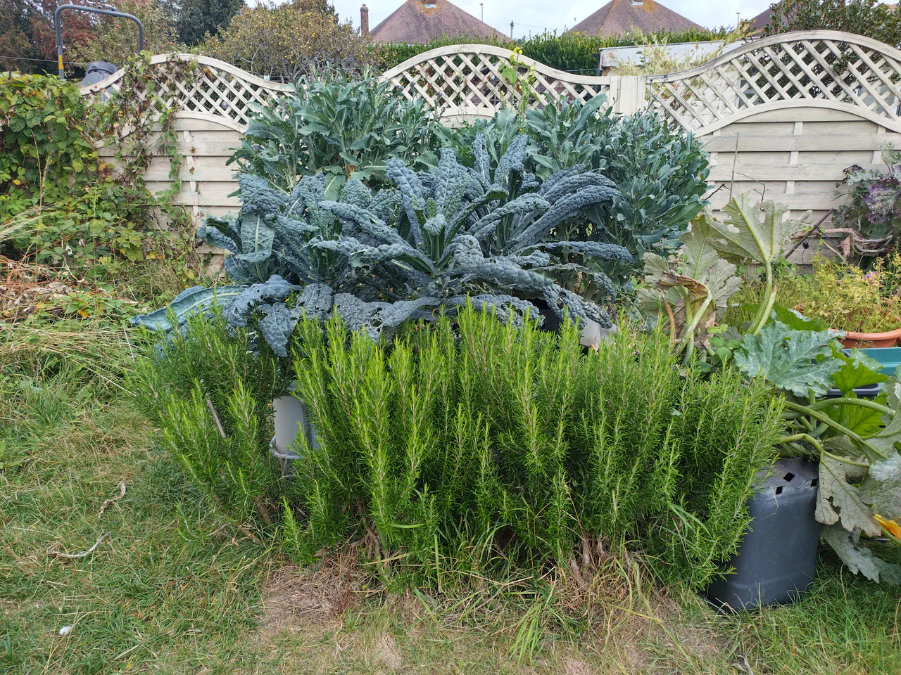 Cavolo nero kale towering above a rosemary hedge from the IBC gravel bed hydroponic system